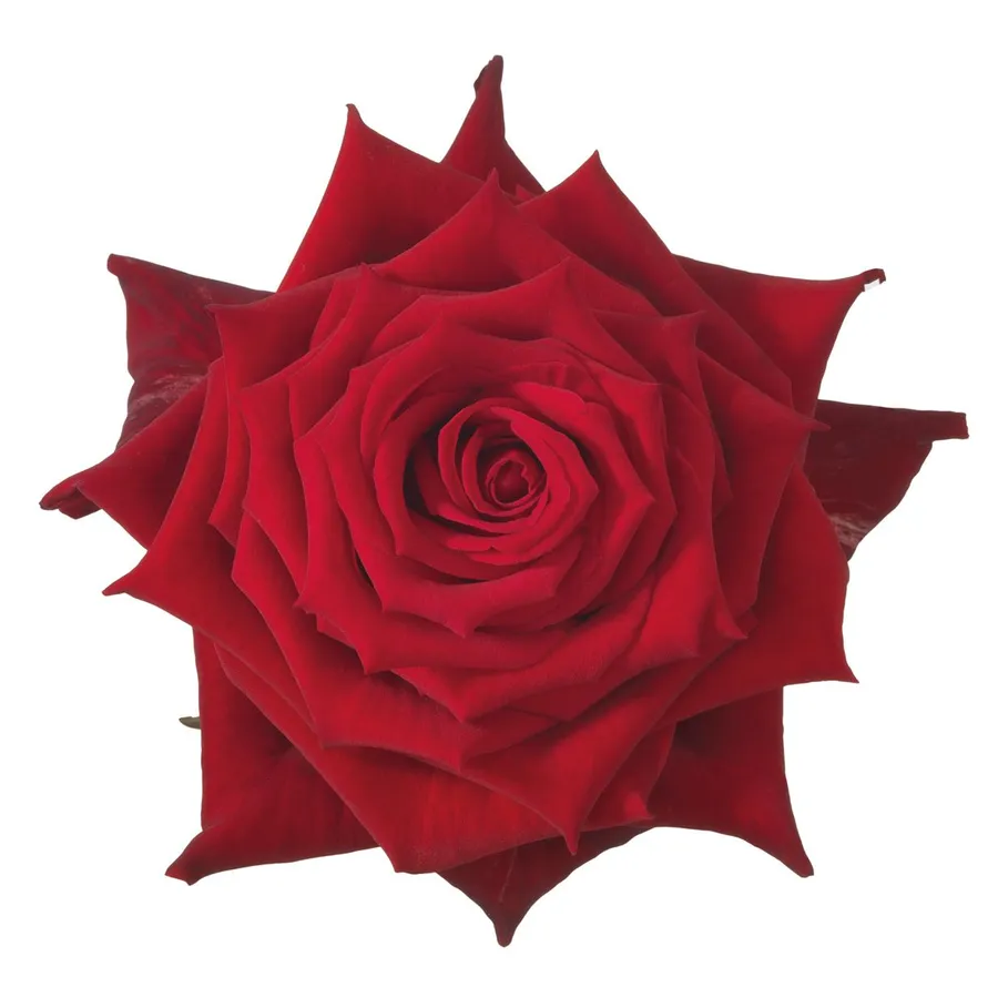 Sarinah — Red