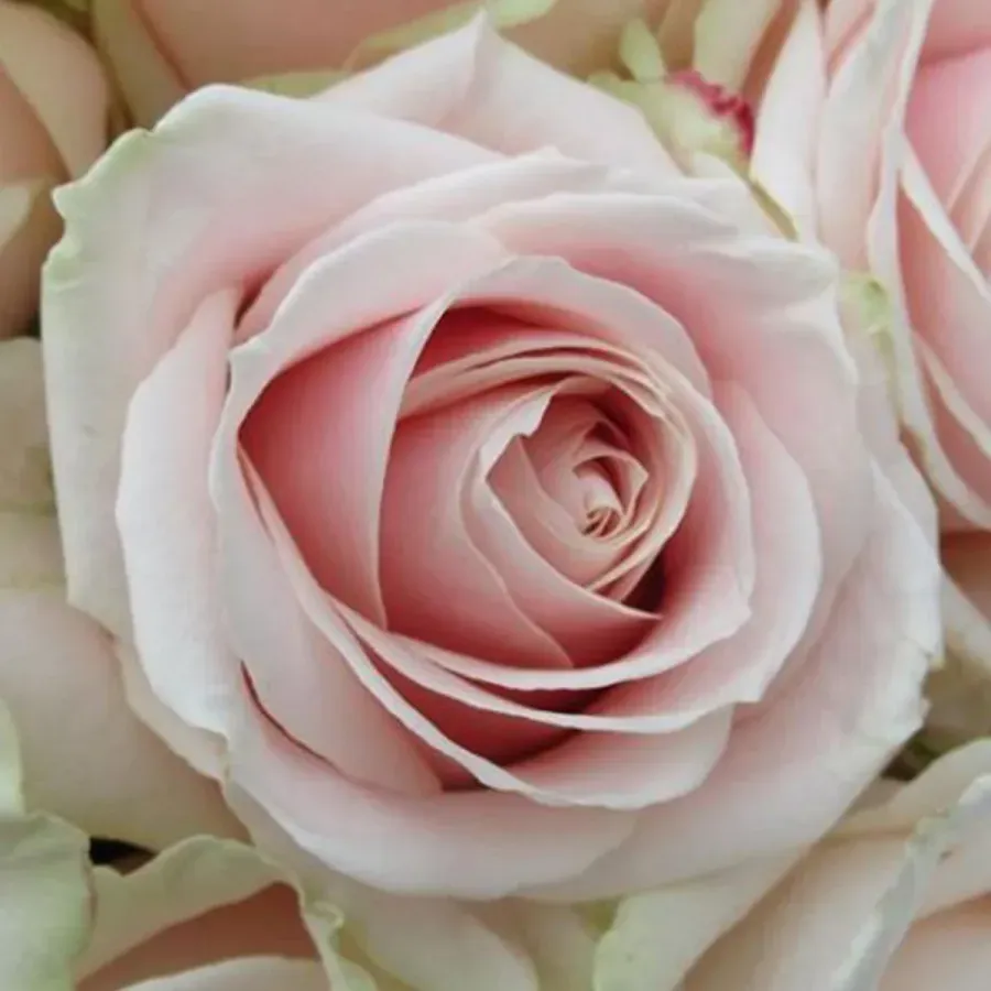 Sweet Avalanche — Light pink