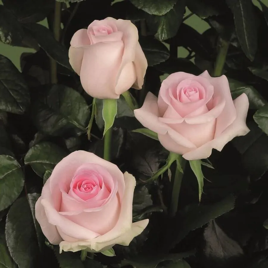 Sweet Revival — Light pink
