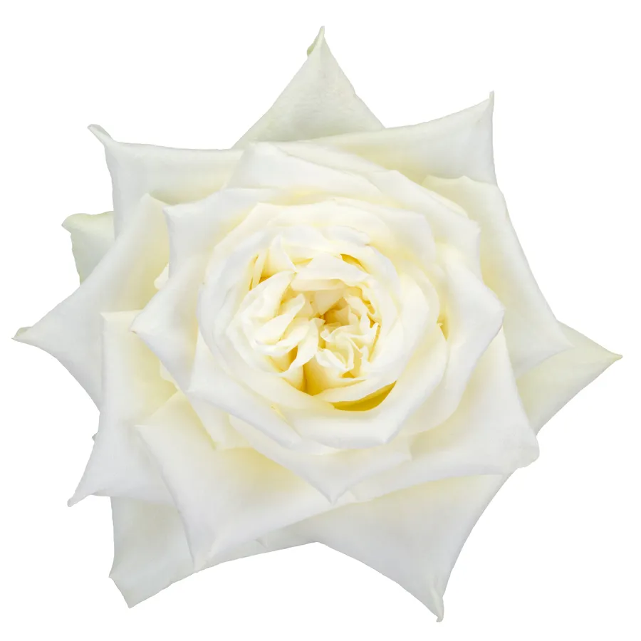 White Kimberly! — Cream