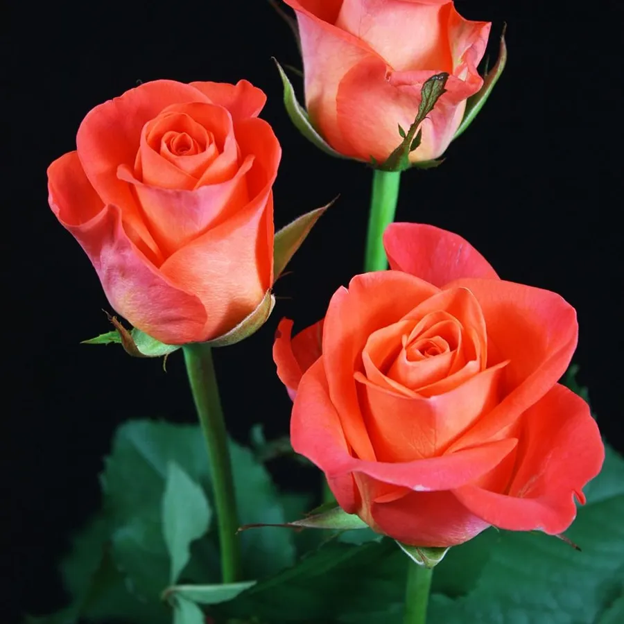 Wow — Pink