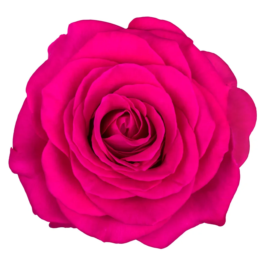 Xoch! — Hot pink