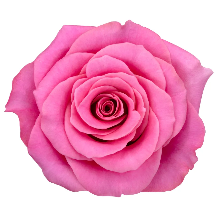 Yael! — Hot pink