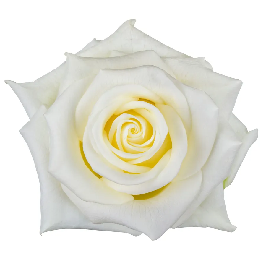 Ziba — White