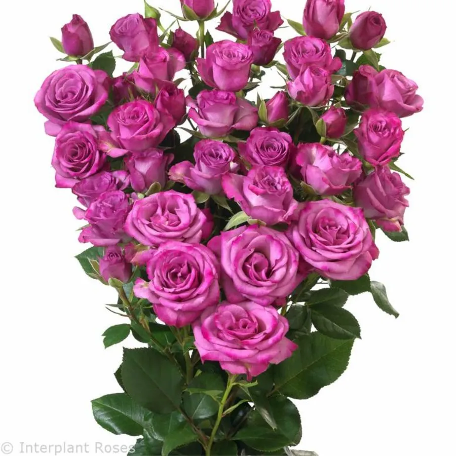 Dark Purple