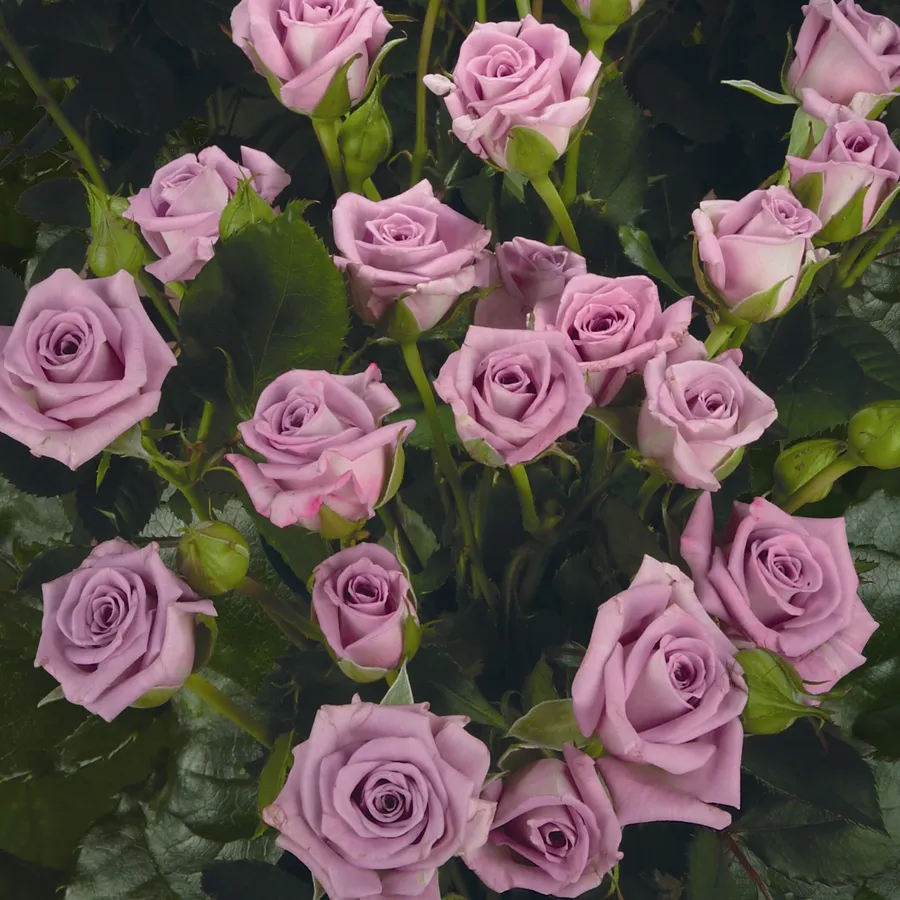 Light Purple