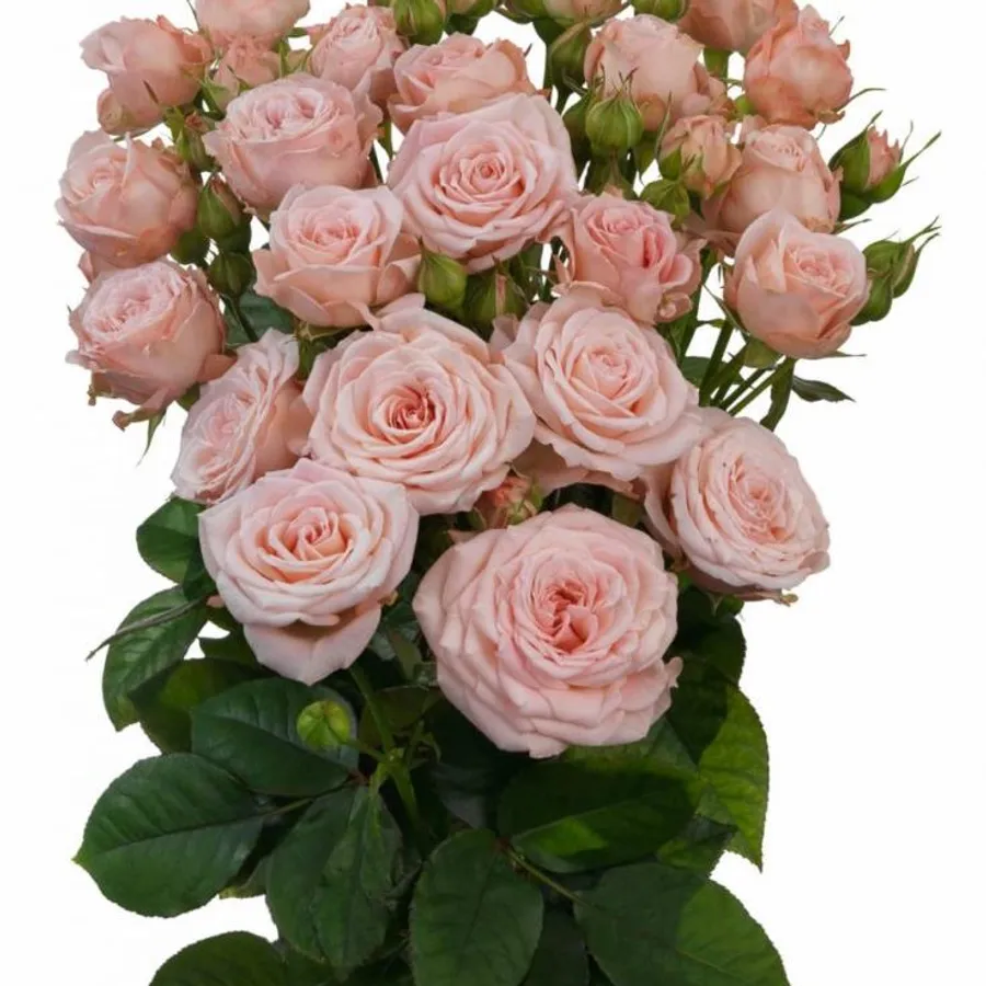 Peachy Pink