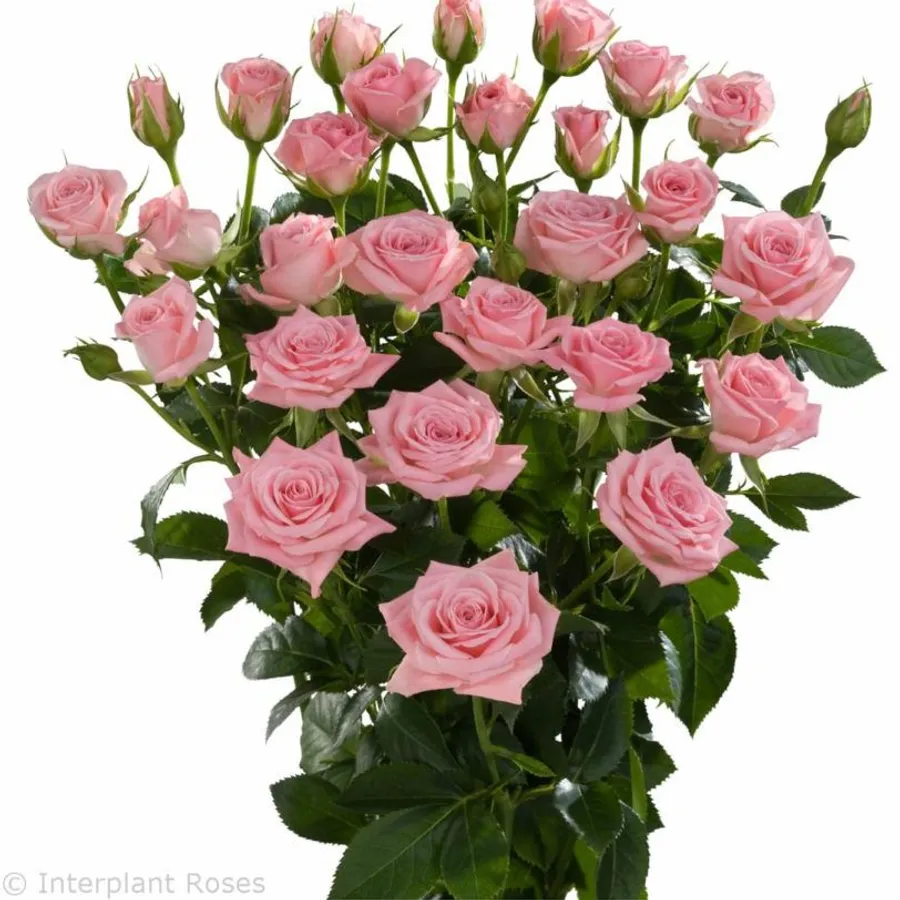 Sweet Pink