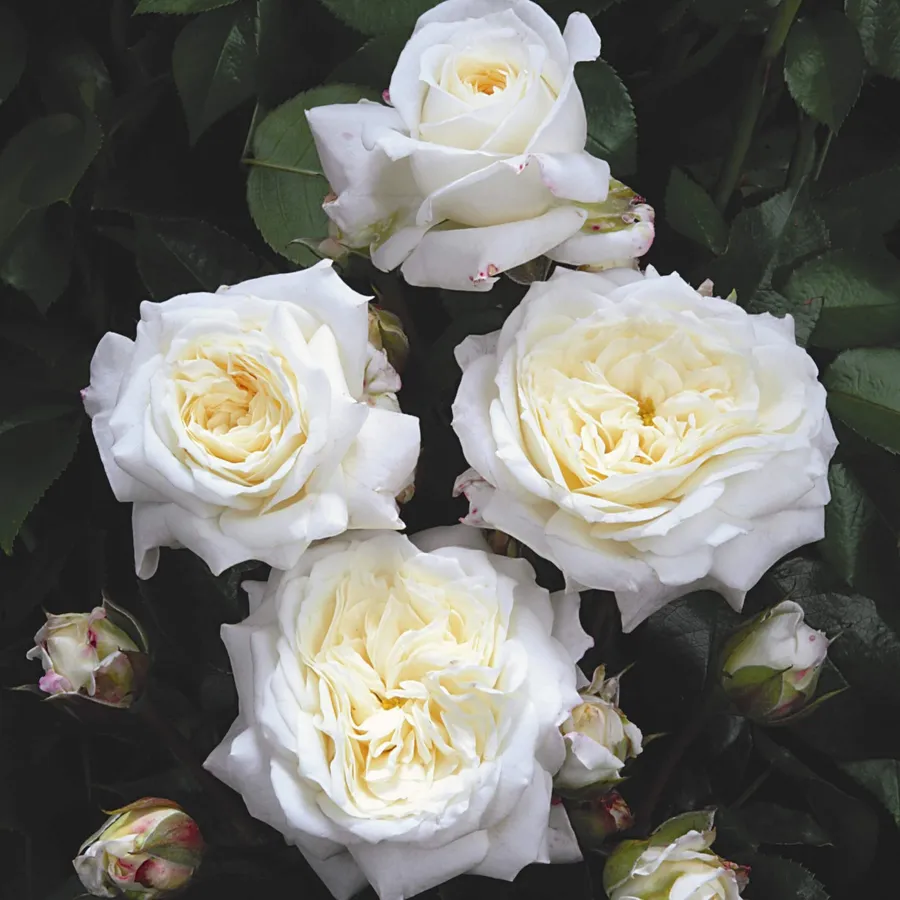 White Peony