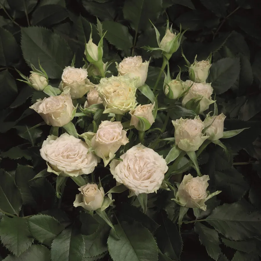 White Special